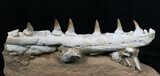 Beautifully Prepared Mosasaur Jaw Section #31589-4